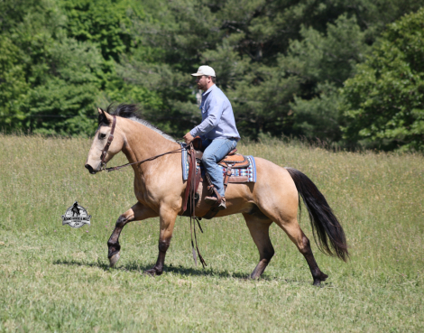 HorseID: 2319848 Shiloh- 2 Week Guarantee - PhotoID: 1107277