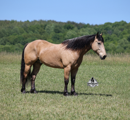 HorseID: 2319848 Shiloh- 2 Week Guarantee - PhotoID: 1107278