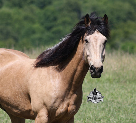 HorseID: 2319848 Shiloh- 2 Week Guarantee - PhotoID: 1107279