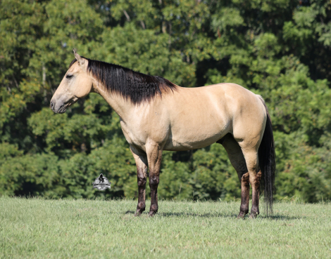 HorseID: 2319849 Ash Iza Whiskey Kid- 2 Week Guarantee - PhotoID: 1107257