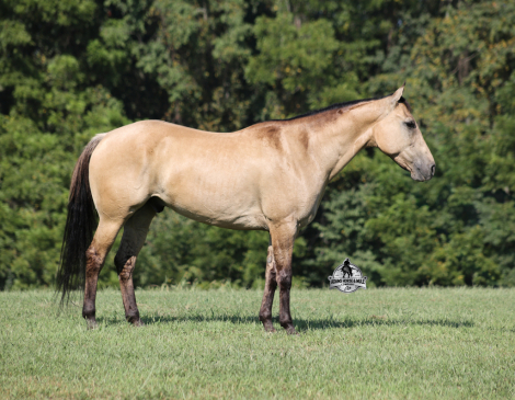 HorseID: 2319849 Ash Iza Whiskey Kid- 2 Week Guarantee - PhotoID: 1107258