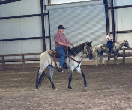 HorseID: 2319850 Cedar - PhotoID: 1107305
