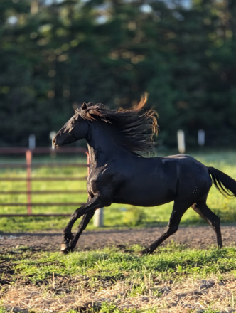 HorseID: 2319851 Novelty of Serenity Ranch - PhotoID: 1107288