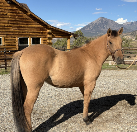 HorseID: 2319855 Tess - PhotoID: 1107291