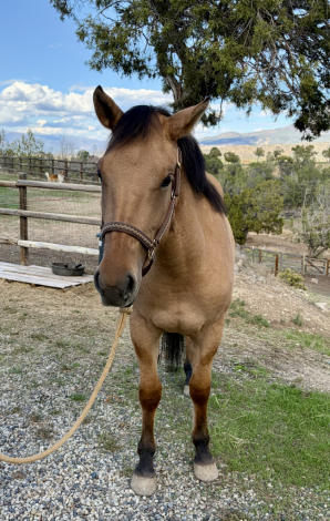 HorseID: 2319855 Tess - PhotoID: 1107292