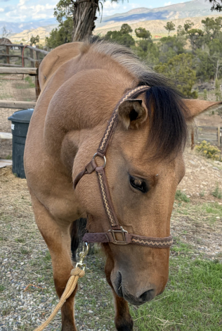 HorseID: 2319855 Tess - PhotoID: 1107293