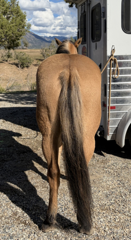 HorseID: 2319855 Tess - PhotoID: 1107294