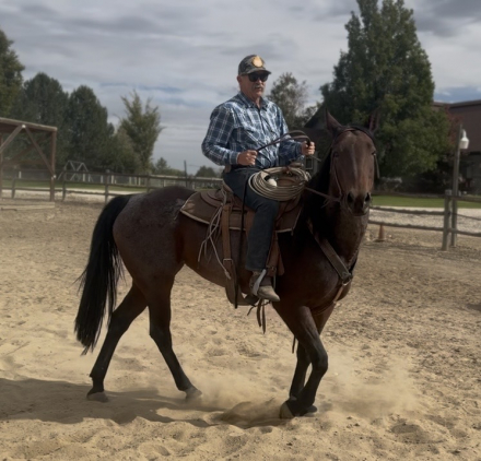 HorseID: 2319856 Magics Lovely Assistant - Registered Name - PhotoID: 1107290