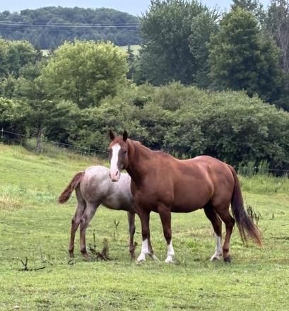 HorseID: 2319857 Dualin Rey Jey - PhotoID: 1107295