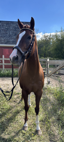 HorseID: 2319860 In the Breeze - PhotoID: 1107297