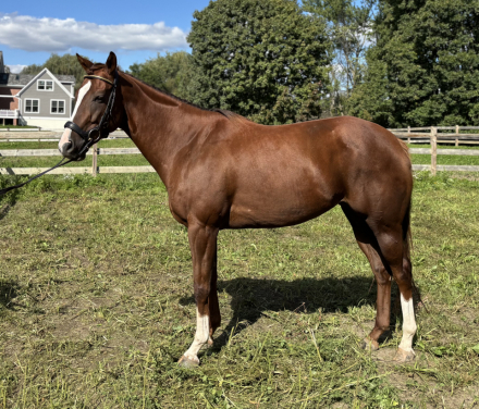 HorseID: 2319860 In the Breeze - PhotoID: 1107298