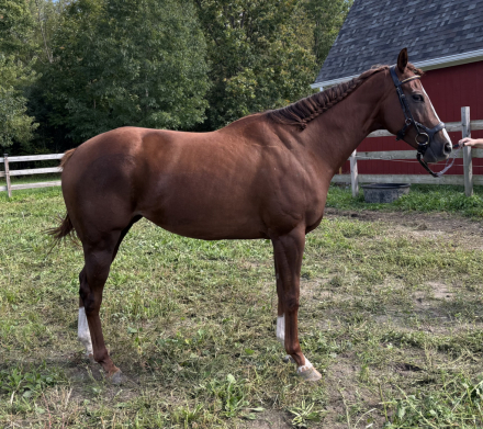 HorseID: 2319860 In the Breeze - PhotoID: 1107299