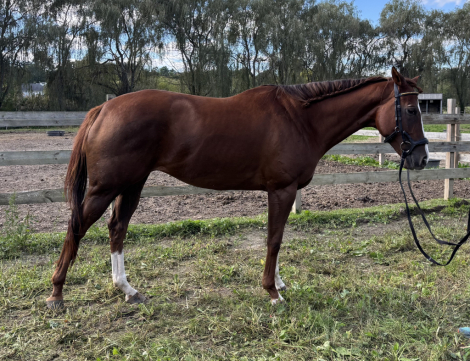 HorseID: 2319860 In the Breeze - PhotoID: 1107300