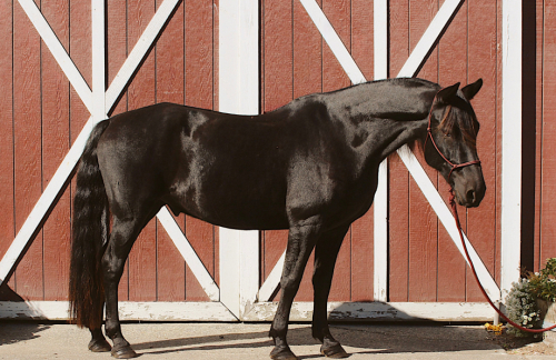 HorseID: 2319871 CFR Country Quest - PhotoID: 1107312