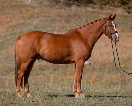 HorseID: 2319876 Quiggley - PhotoID: 1107313