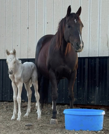 HorseID: 2319879 Little Jewel Boon - PhotoID: 1107315