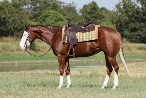 HorseID: 2319888 Media Famous - PhotoID: 1107319