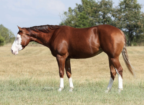 HorseID: 2319888 Media Famous - PhotoID: 1107320