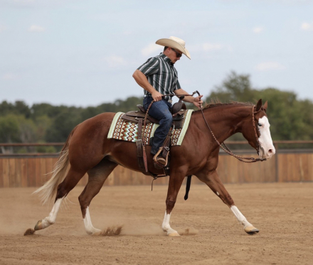 HorseID: 2319888 Media Famous - PhotoID: 1107321