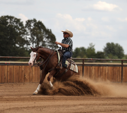HorseID: 2319888 Media Famous - PhotoID: 1107322