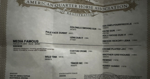 HorseID: 2319888 Media Famous - PhotoID: 1107323