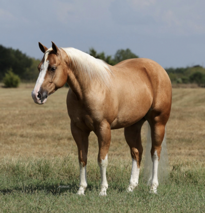 HorseID: 2319890 SMOKIN O SPARK - PhotoID: 1107328
