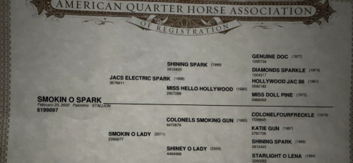 HorseID: 2319890 SMOKIN O SPARK - PhotoID: 1107329