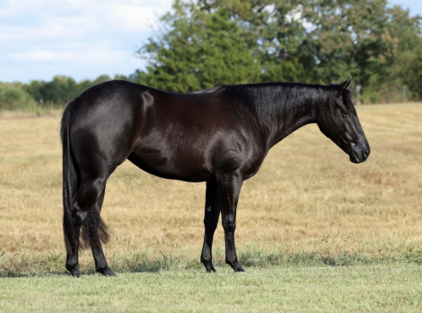 HorseID: 2319892 THIS CHICKS SMOKN - PhotoID: 1107335