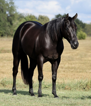 HorseID: 2319892 THIS CHICKS SMOKN - PhotoID: 1107336