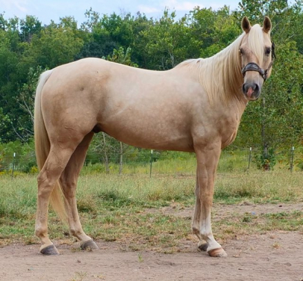 HorseID: 2319901 Frenchman's Bart 22 - PhotoID: 1107350