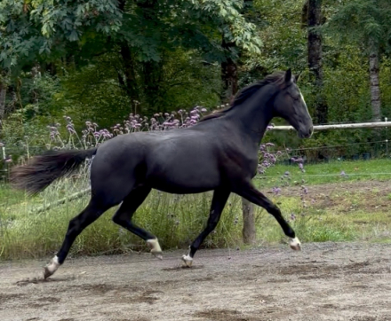 HorseID: 2319903 Von Duchess - PhotoID: 1107351