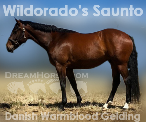 Horse ID: 2125148 Wildorado's Saunto