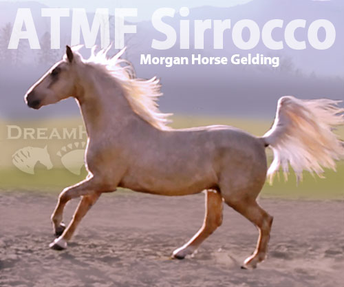 Horse ID: 2153316 ATMF Sirrocco