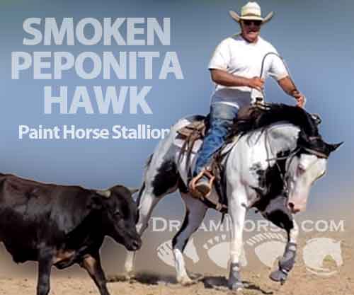 Horse ID: 2194202 SMOKEN PEPONITA HAWK