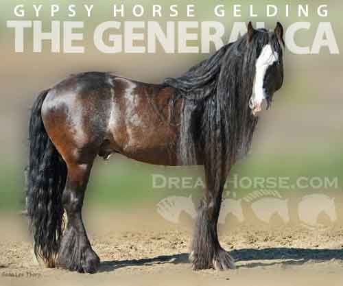 Horse ID: 2194348 The General CA