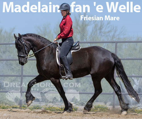 Horse ID: 2194384 Madelaine fan 'e Welle