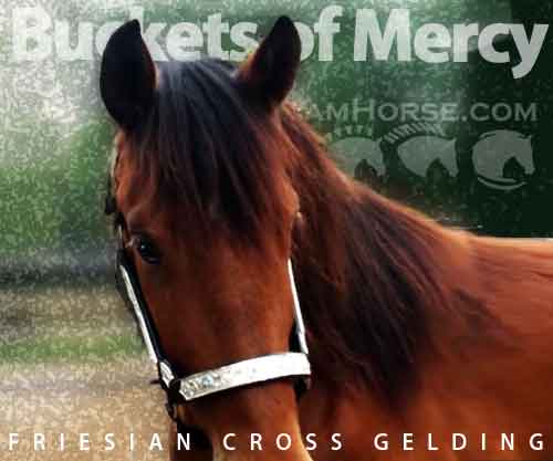Horse ID: 2197990 Buckets of Mercy