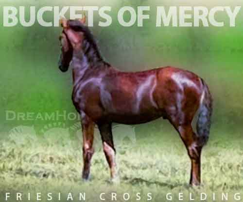 Horse ID: 2197990 Buckets of Mercy-