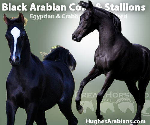 Horse ID: 2201850 Black Arabian Colts & Stallions