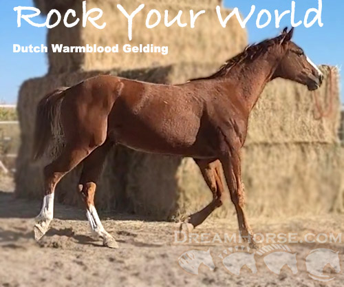 Horse ID: 2202509 Rock Your World