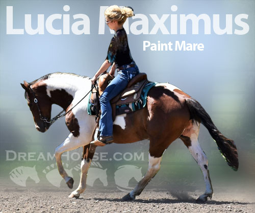 Horse ID: 2205381 Lucia Maximus