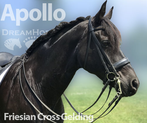 Horse ID: 2205488 Apollo