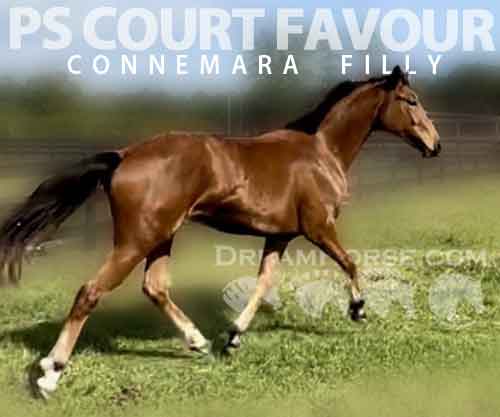Horse ID: 2205834 PS Court Favour