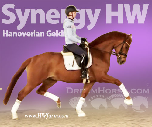 Horse ID: 2205980 Synergy HW @ HWfarm.com