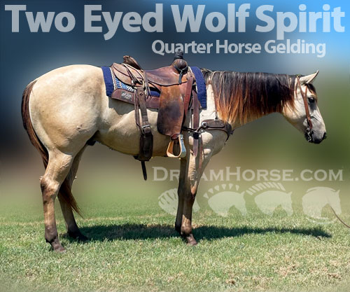 Horse ID: 2206021 Two Eyed Wolf Spirit
