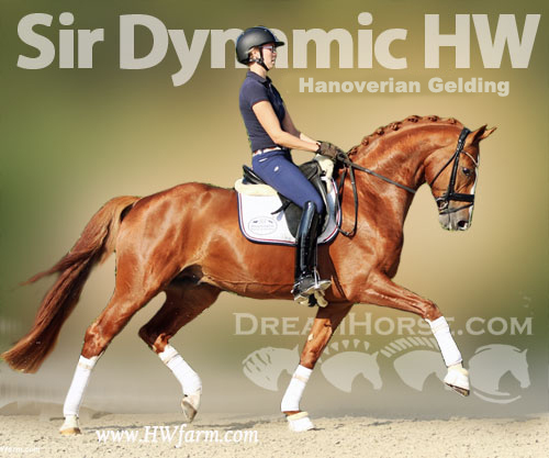 Horse ID: 2206445 Sir Dynamic HW @ www.HWfarm.com - dreams come true