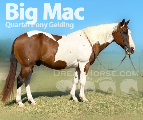 Horse ID: 2207319 Big Mac