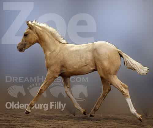 Horse ID: 2209892 Zoe