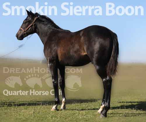 Horse ID: 2209930 Smokin Sierra Boon