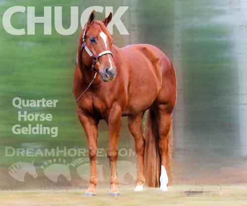 Horse ID: 2211601 CHUCK